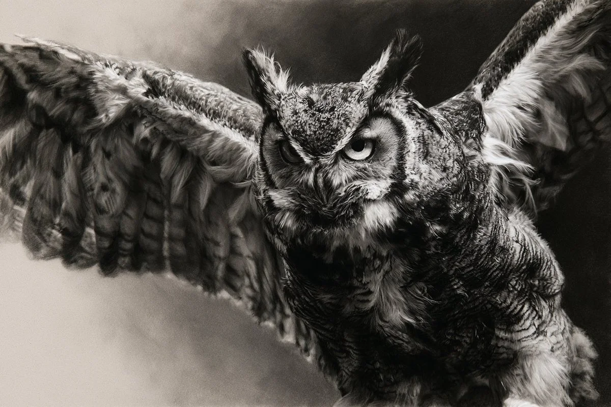A grayscale charcoal-intensity image of an owl in flight with detailed feathers and dramatic shading.